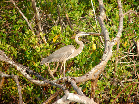 A heron in its perch waiting for a passing fish.