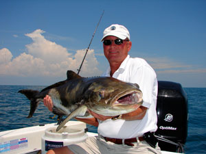 Cobia caught in the wrecks near Naples, FL.