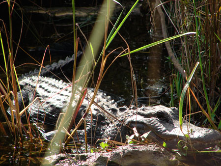 What visit to the Everglades will complete without spotting an alligator.
