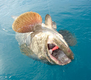 Typically large size goliath grouper found inhabiting the wrecks.