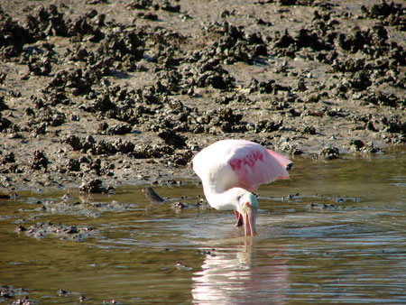 A roseate spoonbills foraging on the tidal flats.